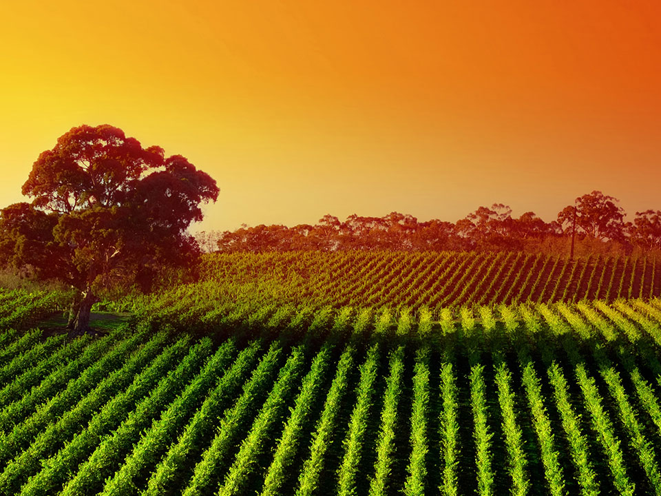 Agricultura